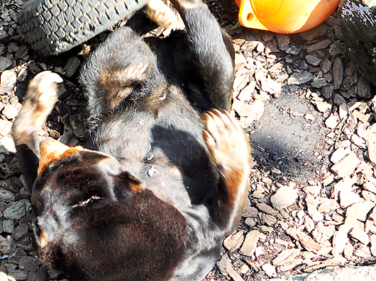 上野動物園マレーグマのキョウコさん