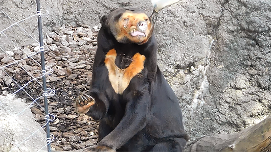 荒ぶるマレーグマのキョウコさん