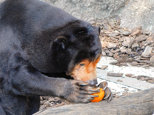 オレンジを食べるマレーグマのキョウコさん