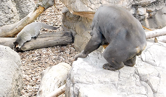 ハクビシンとマレーグマのアズマくん