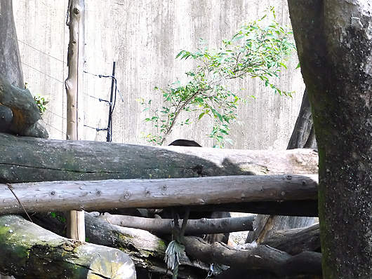 上野動物園のマレーグマ舎