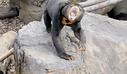 リンゴを食べるマレーグマのアズマくん