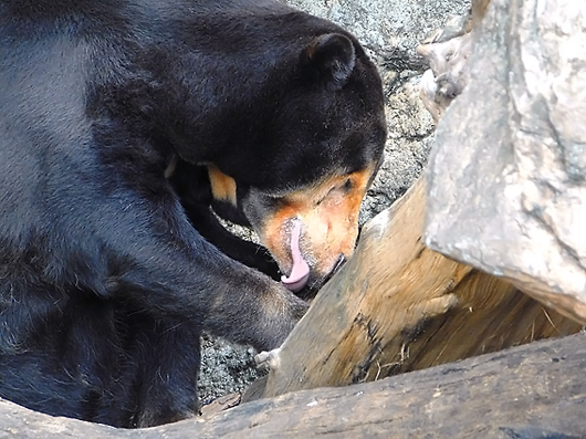 嬉しそうなマレーグマのキョウコさん