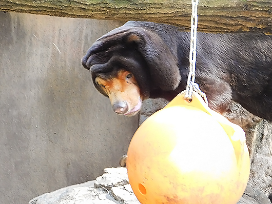 ブイを見つめるマレーグマのキョウコさん