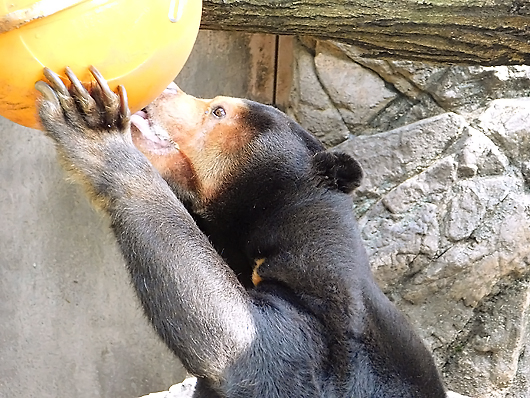 ペレットを食べるマレーグマのキョウコさん