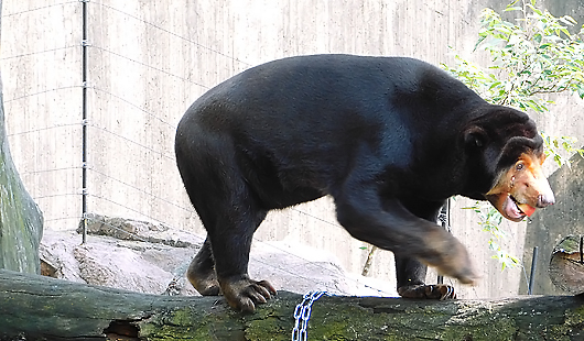 マレーグマのキョウコさん