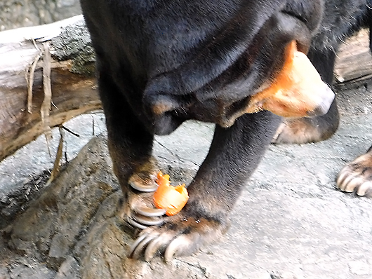 ニンジンを食べるマレーグマのキョウコさん