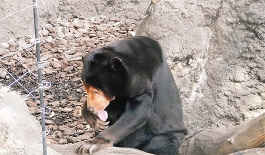 マレーグマのキョウコさん顔を洗う