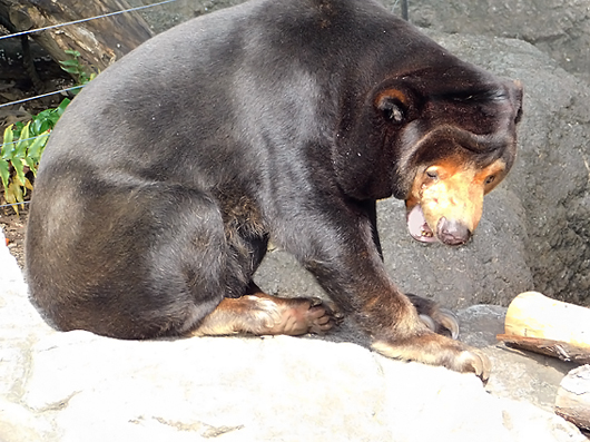 眠くなったマレーグマのキョウコさん