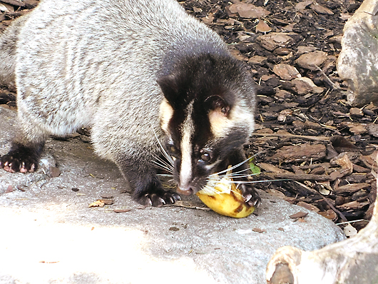 上野動物園のハクビシン