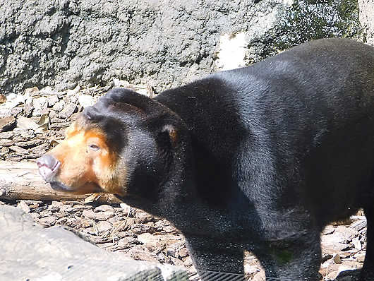 満足気なマレーグマのキョウコさん