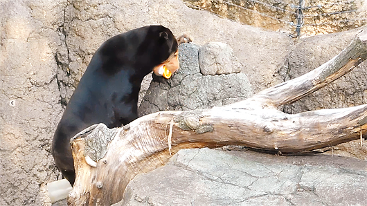 オレンジを食べるマレーグマのモモコさん