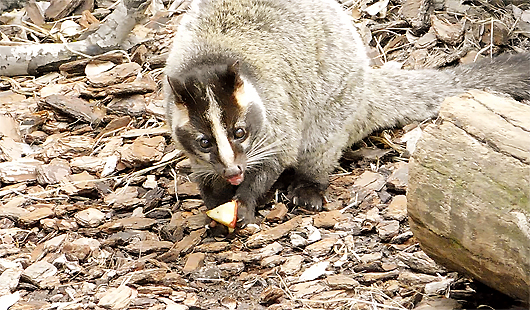 上野動物園ハクビシン