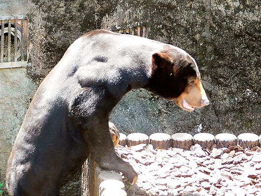 展望台に登るマレーグマのアズマくん