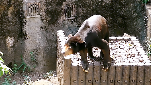 展望台に登るマレーグマのアズマくん