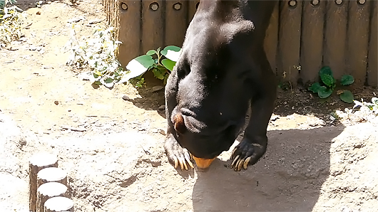 逆立ちしてるみたいなマレーグマのアズマくん