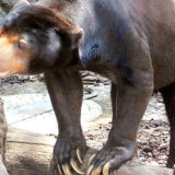 上野動物園マレーグマのアズマくん。展望台から何を見る？