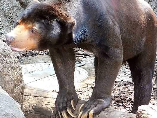 上野動物園マレーグマのアズマくん