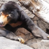 上野動物園マレーグマのアズマくん。女子力高すぎ！