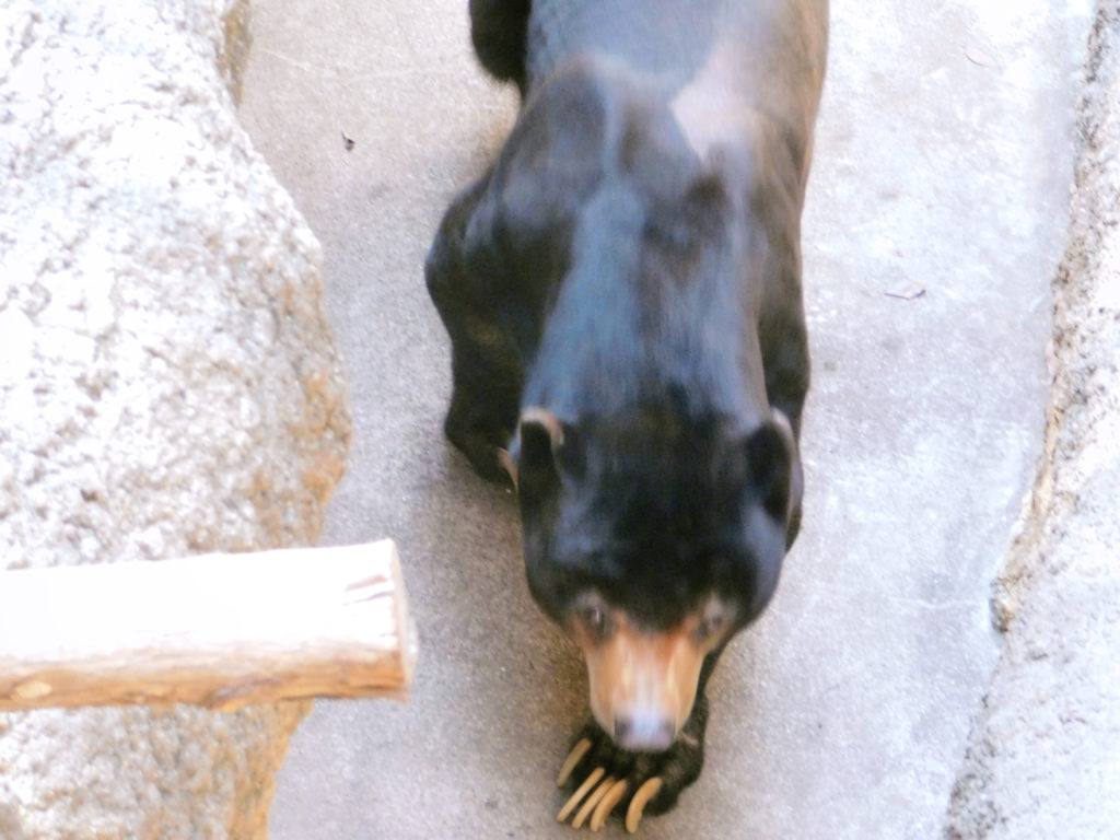 上野マレーグマのアズマくんの常同行動