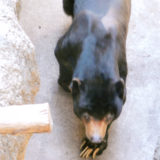 上野動物園マレーグマのアズマくん。消える石マジックショー