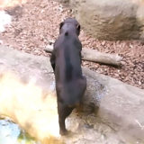 上野動物園マレーグマのアズマくん。後ろ姿は謎生物。