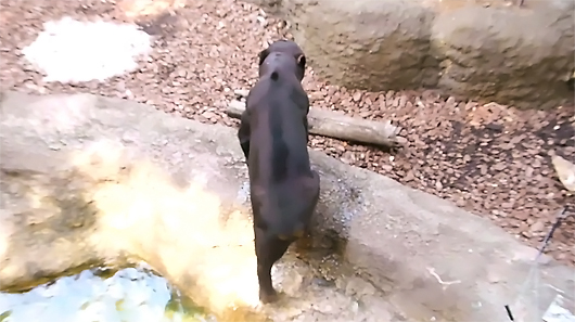 上野動物園マレーグマのアズマくん 後ろ姿は謎生物 マレマレタイム