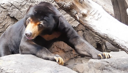 上野動物園マレーグマのアズマくん。女子力高すぎ！