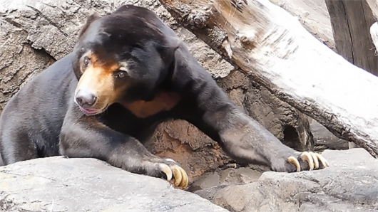 上野マレーグマのアズマくん