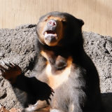 上野動物園マレーグマのモモコ