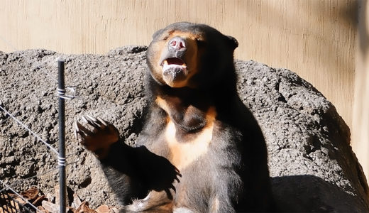 上野動物園マレーグマのモモコ