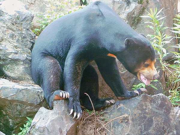 東山動植物園のマレーグマ、マーチン岩の上