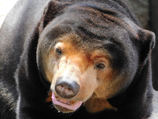 上野動物園のマレーグマのキョウコ「暑くてたまらんよ」