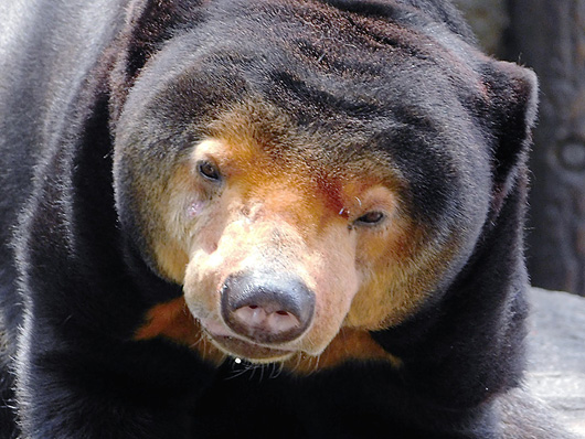 上野動物園のマレーグマのキョウコ「暑くてヨダレが出るよ」