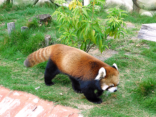 甲府市遊亀公園附属動物園のレッサーパンダ、ホクトくん