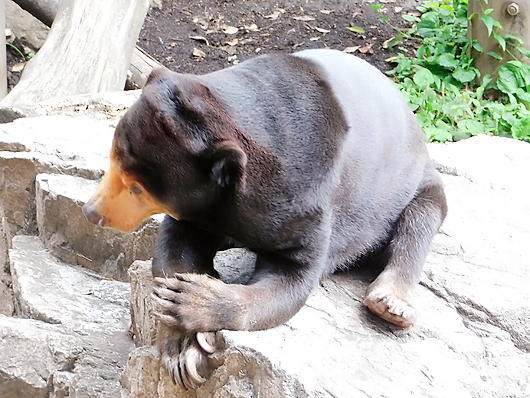 上野動物園のマレーグマのキョウコ「腕相撲する？」