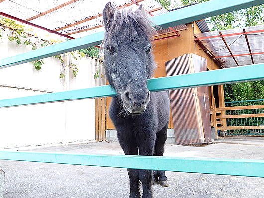 甲府市遊亀公園附属動物園のミニチュアホースのボクちゃん