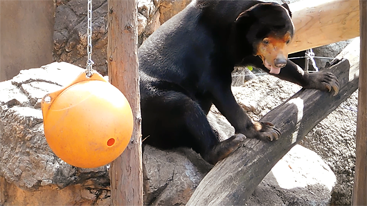 木の上で大あくびする上野動物園のマレーグマ・キョウコ