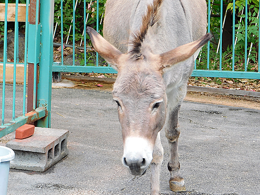 甲府市遊亀公園附属動物園のロバ、ももちゃん