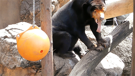 木の上で大あくびする上野動物園のマレーグマ・キョウコ