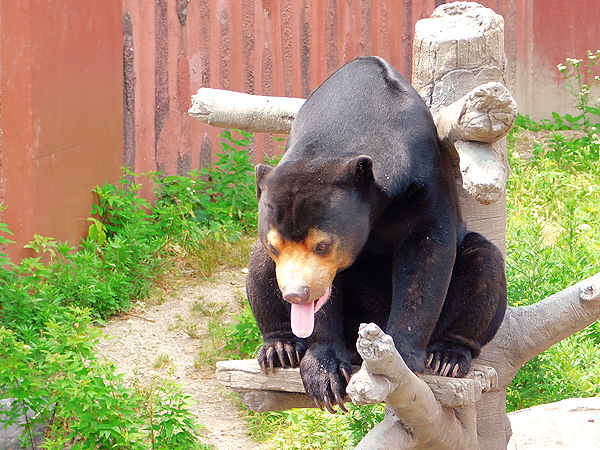 ベロ出っぱなしのマレーグマのマーチン