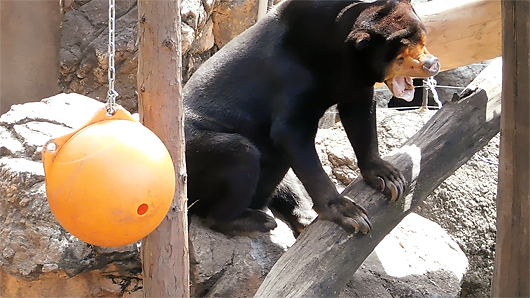 木の上で大あくびする上野動物園のマレーグマ・キョウコ