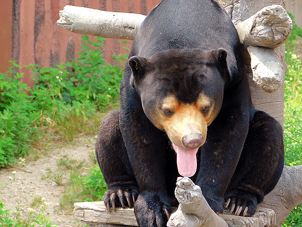 ベロ出っぱなしのマレーグマのマーチン