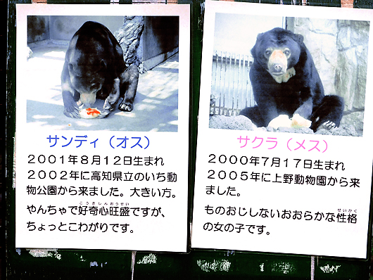 遊亀動物園のマレーグマ、サンディ＆サクラの案内板