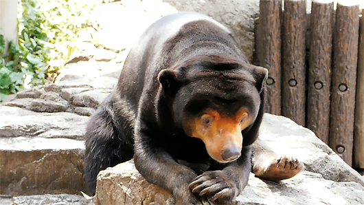 上野動物園のマレーグマ・キョウコさん「カメレオンのように虫を食べる」その1