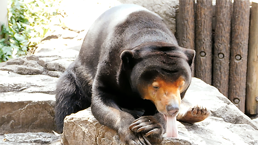 上野動物園のマレーグマ・キョウコさん「カメレオンのように虫を食べる」その2