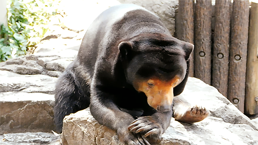 上野動物園のマレーグマ・キョウコさん「カメレオンのように虫を食べる」その3