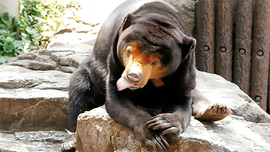 上野動物園のマレーグマ・キョウコさん「カメレオンのように虫を食べる」その4