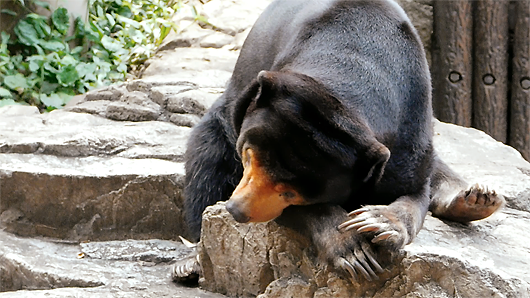 上野動物園のマレーグマ・キョウコさん「もう寝る」