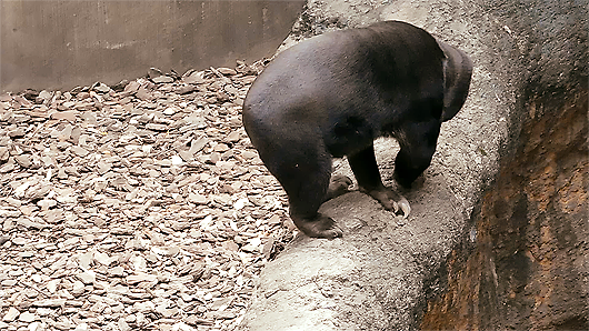 勢いをつけてUターンするマレーグマのキョウコその3